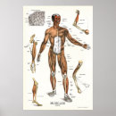 Recherche de musculaire posters Médical
