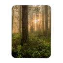 Suche nach tannenbäume magnete Wald