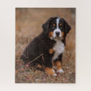 Recherche de bernese mountain dog puzzles Animal