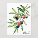 Recherche de olives cartes postales Olivier