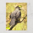 Suche nach gelbe vögel postkarten Grau