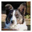 Recherche de collie poster Chien de travail