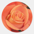 Suche nach orange rosen aufkleber Blumen