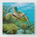 Recherche de caraïbes horloges Photographie