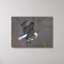 Suche nach amerikanischer adler leinwandbilder Tierwelt