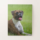 Suche nach boxer puzzle Spaß