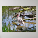 Suche nach pelikan poster Wild