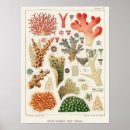 Recherche de biologie marine posters Vintage