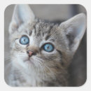 Recherche de chat domestique autocollants Bébé