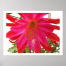 Suche nach blume der liebe poster Rot