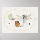 Suche nach spiders poster Insects