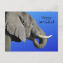 Suche nach irrelevant postkarten Elefant
