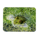 Suche nach grüner frosch magnete Teich