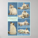 Suche nach ragdoll katzen poster Kitten
