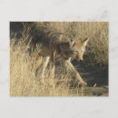 Recherche de prédateur cartes postales Photographie de la nature