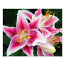 Suche nach orientalische lilie poster Flora