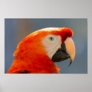 Suche nach rote vögel poster Niedlich
