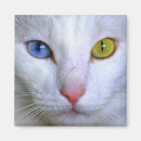 Suche nach türkische magnete Kitty