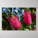 Suche nach blume foto poster Rosa