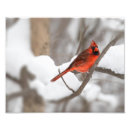 Recherche de cardinal rouge posters Imprimer