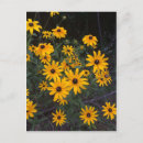 Recherche de rudbeckias cartes postales Rudbeckia hirta