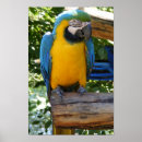 Suche nach colorful bird poster Macaw