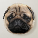 Recherche de de chiot de carlin coussins Animal familier