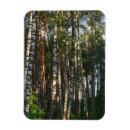 Recherche de bouleau magnets Vert