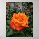 Suche nach orange rose poster Schön
