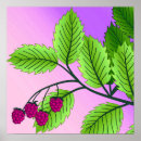 Suche nach himbeeren poster Rosa