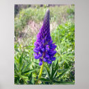 Recherche de de lupin posters Lupine
