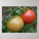 Suche nach rote tomate poster Früchte