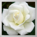 Recherche de roseraie posters Roses