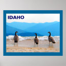 Suche nach gänse poster Tiere