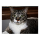 Recherche de minous photographie Animaux