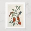 Recherche de fleurs 19ème cartes postales Siècle