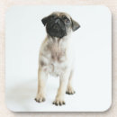 Recherche de carlins mignons dessous de verres Chien