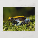 Recherche de vertébré cartes postales Grenouille