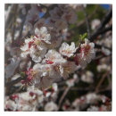 Suche nach cherry blossom fliesen Natur