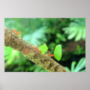 Suche nach ameisen poster Natur
