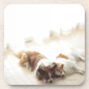 Recherche de le japon bar Chien