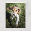 Recherche de chiot de beagle cartes postales Animaux domestiques