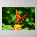 Suche nach gulf poster Schmetterling