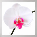 Recherche de orchidée blanche posters Rose
