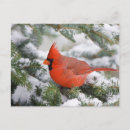 Suche nach rote brust postkarten Vogelvogel