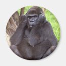 Suche nach großer affe magnete Gorilla