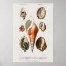 Suche nach vintage muscheln poster Retro