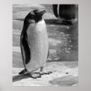 Suche nach penguin poster Vogel
