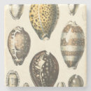 Recherche de coquillage dessous de verres Bord de mer