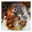 Recherche de rapaces posters Animaux